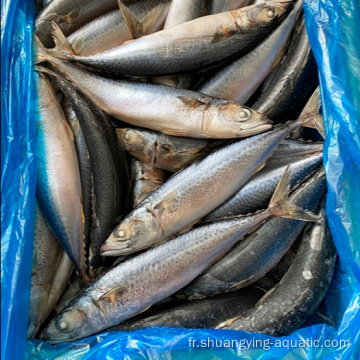 Mackerel du Pacifique à chaud en 8-10pcs / kg par personnalisé